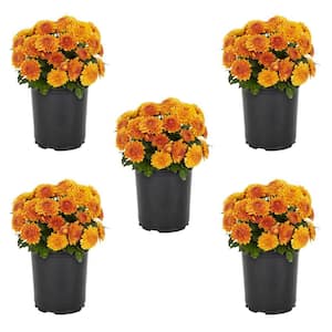1.5 PT. Orange Mum Chrysanthemum Perennial Plant (5-Pack)