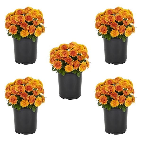 METROLINA GREENHOUSES 1.5 PT. Orange Mum Chrysanthemum Perennial Plant (5-Pack)