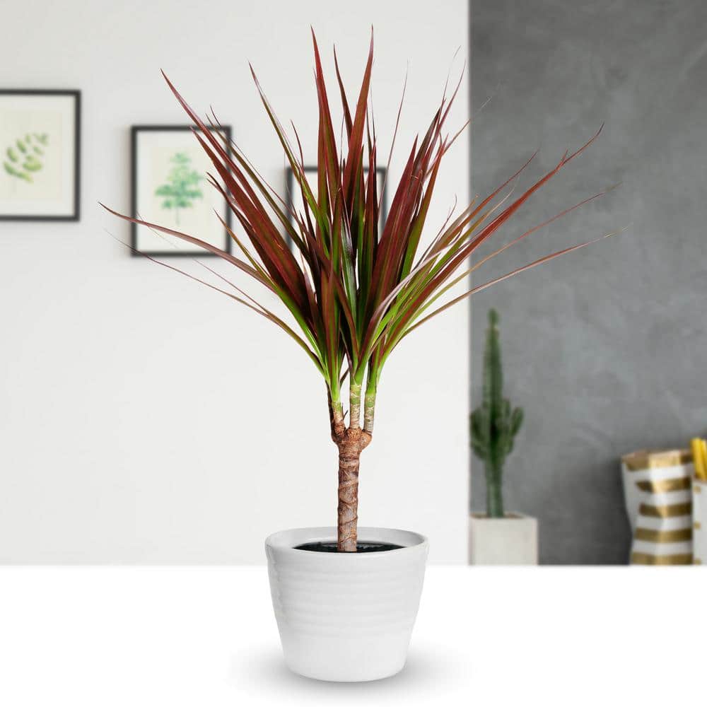 draconian plant draconian plant