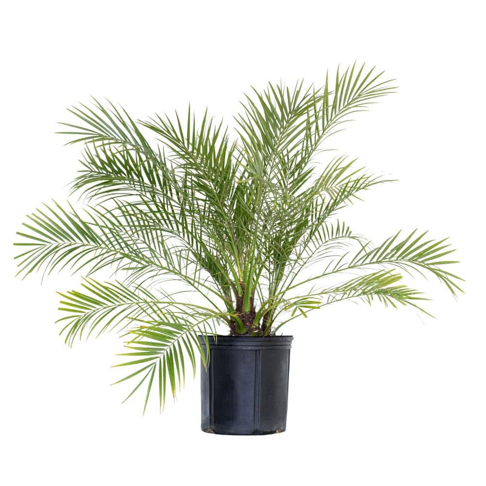 Are date palms toxic best sale to dogs