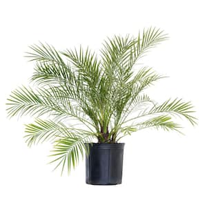 Miniature Date Palm Live Phoenix Roebelenii Plant 22 in. to 26 in. Tall in 9.25 in. Grower Pot