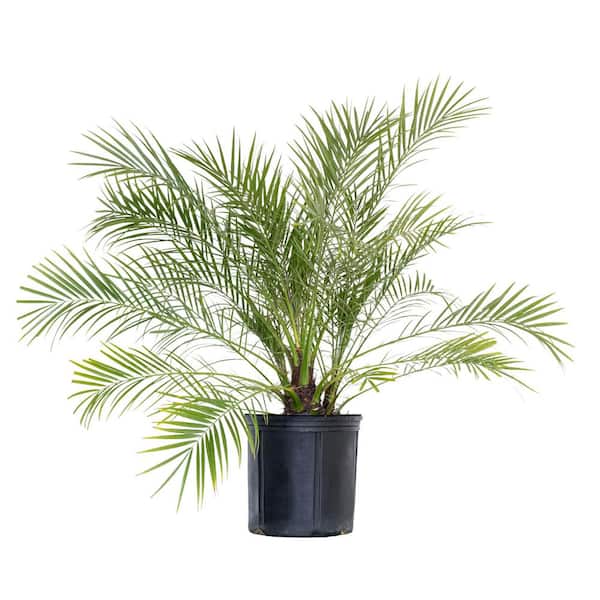 United Nursery Miniature Date Palm Live Phoenix Roebelenii Plant 22 in. to 26 in. Tall in 9.25 in. Grower Pot