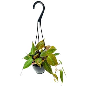 Philodendron Micans Hanging Basket Live Plant in 4 in. Hanging Pot Philodendron Micans Florist Quality Indoor