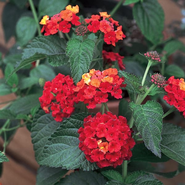 SMART PLANET 2.5 Qt. Red Lantana Plant