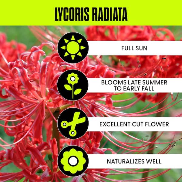 【Lily様】専用・赤360g×2袋≪フォロー＆リピート割特価≫ VAN ZYVERDEN Lycoris Radiata Set of 3 Bulbs 87345 - The Home Depot