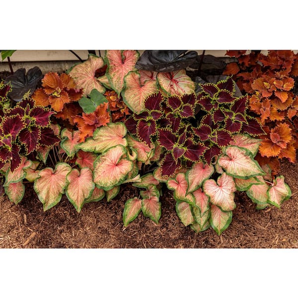 Van Zyverden Paperwhite Kit Ziva W/ Fluted Iron Bulb Planter