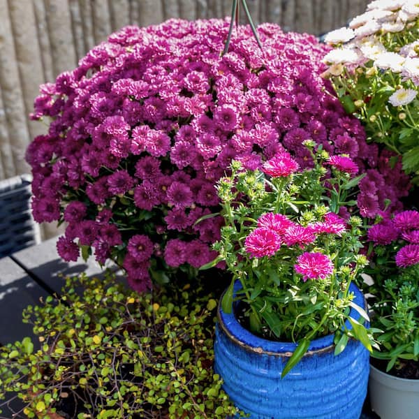 national PLANT NETWORK 8 in. Purple Chrysanthemum Plant with Purple Blooms  (2-Pack) HD7529A - The Home Depot