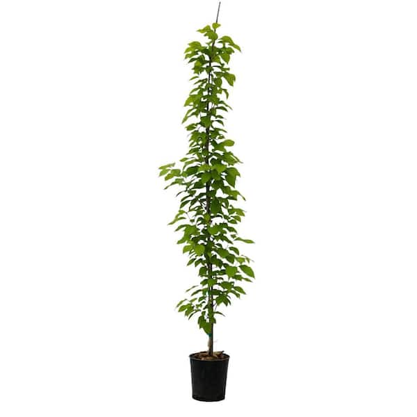 2 gal. Scarlet Fire Deciduous Dogwood Tree with Pink Flowers