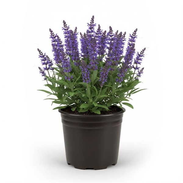 1 Gal. May Night Salvia Live Flowering Full Sun Perennial Plant with Indigo Blue Flowers