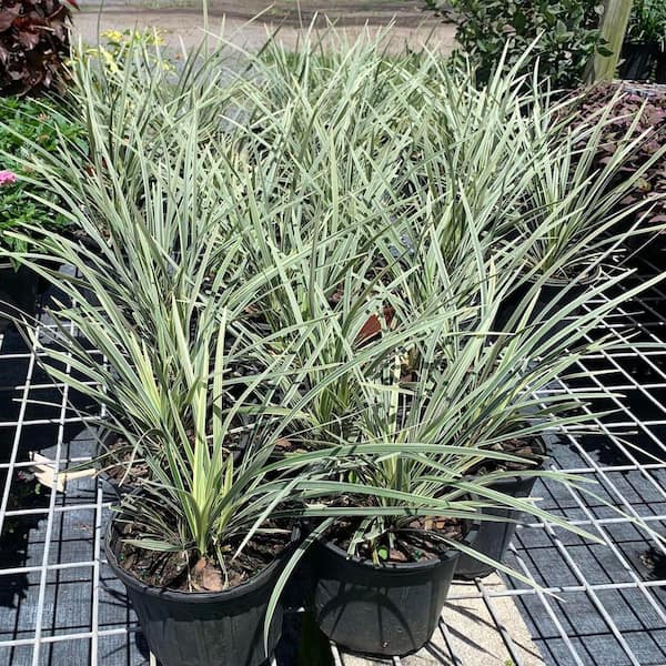 OnlinePlantCenter 1 gal. Aztec Variegated Lilyturf Liriope Grass Plant