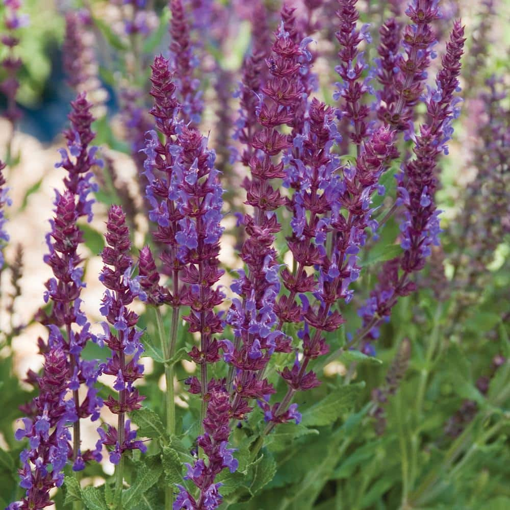 ALTMAN PLANTS 1.5 Gal. #2 Sage Perennial Plant with Blue and Purple ...