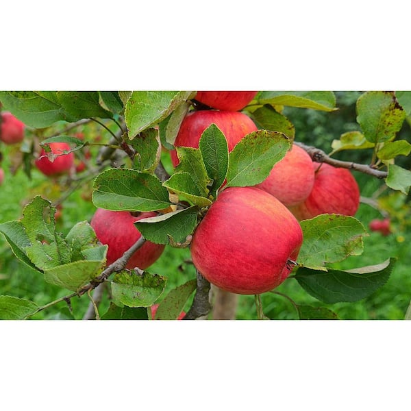 Cortland Apple — Roots to Fruits Nursery