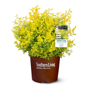 2 Gal. Sunshine Privet Ligustrum Evergreen Shrub, Golden-Yellow Foliage