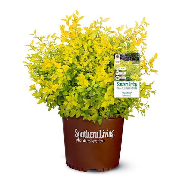 2 Gal. Sunshine Privet Ligustrum Evergreen Shrub, Golden-Yellow Foliage