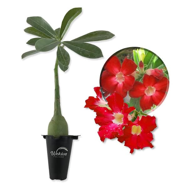 Wekiva Foliage Red Desert Rose Plant-Live Starter Plant-Adenium Obesum-Dramatic Drought Tolerant Cactus Succulent
