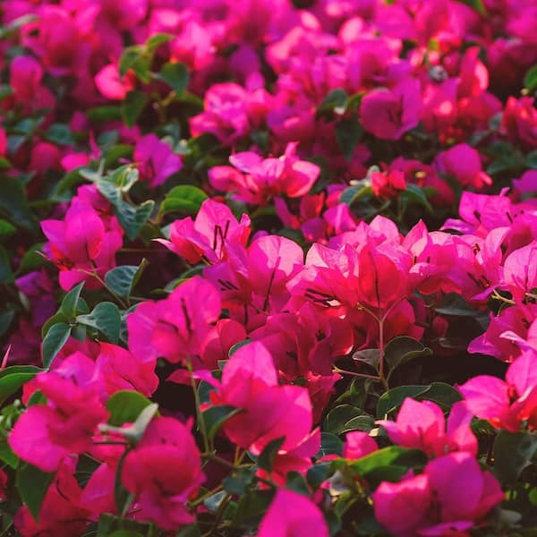 BGI Bougain 10lb Bag, Bougainvillea Fertilizer