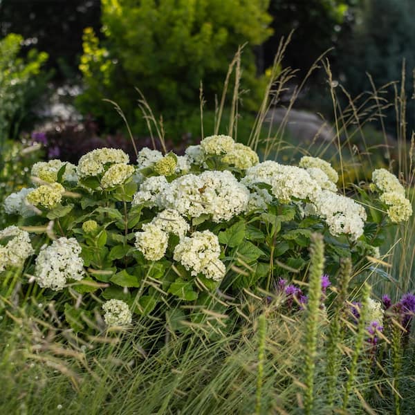 FIRST EDITIONS 2 Gal. FlowerFull Hydrangea Shrub with White FIRST EDITIONS 2 Gal. FlowerFull Hydrangea Shrub with White