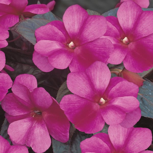 Vigoro 1.5 PT Impatiens New Guinea Impatien 'Harmony Fuchsia Cream' Pink Annual Plant