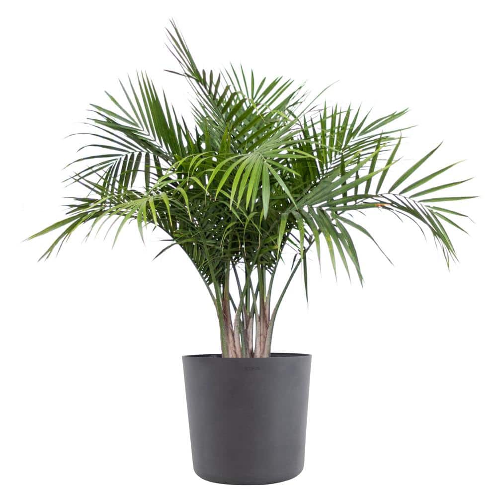 Majesty Palm Live Indoor Outdoor Plant in 10 inch Premium Sustainable Ecopo