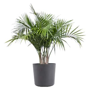 Majesty Palm Live Indoor Outdoor Plant in 10 inch Premium Sustainable Ecopots Grey Pot with Removeable Drainage Plug