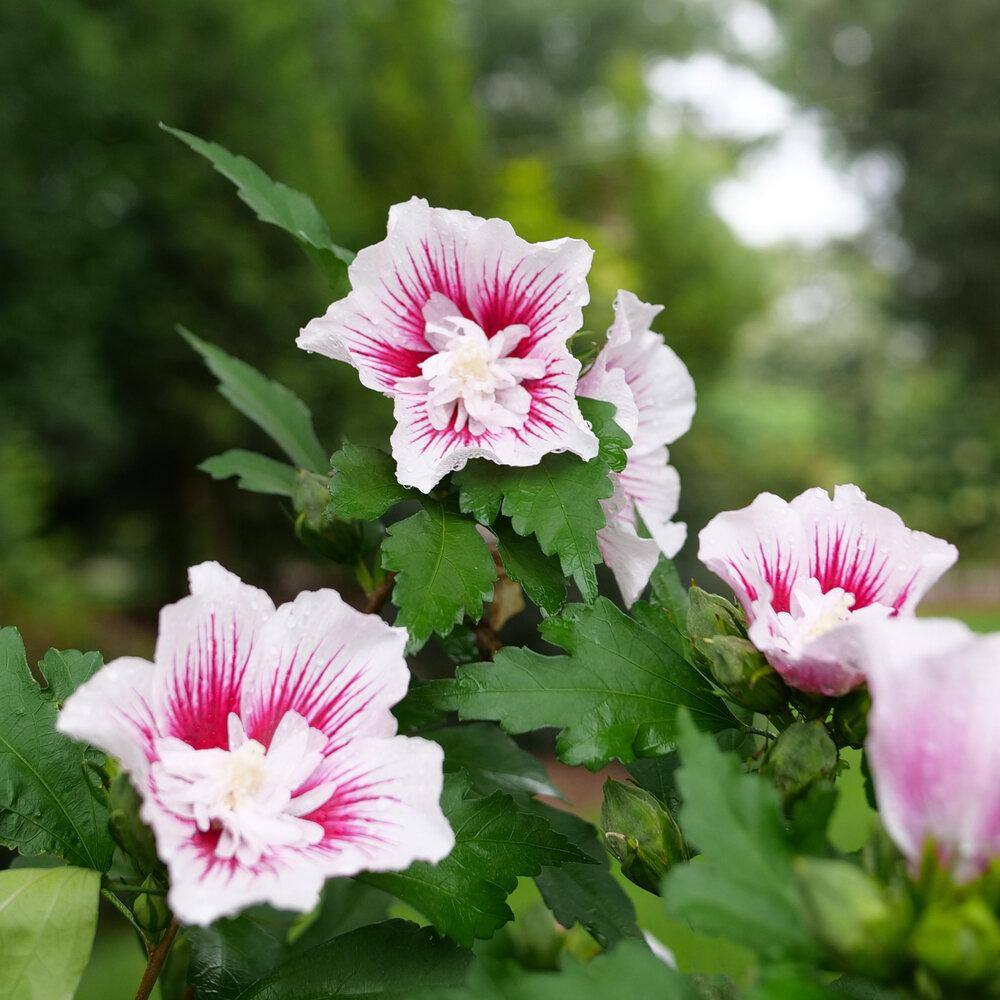 Hibiscus Minerva Rose Of Sharon Seeds - 10 To 200 Seeds, Beautiful Pink Shades, Flowering Shrub