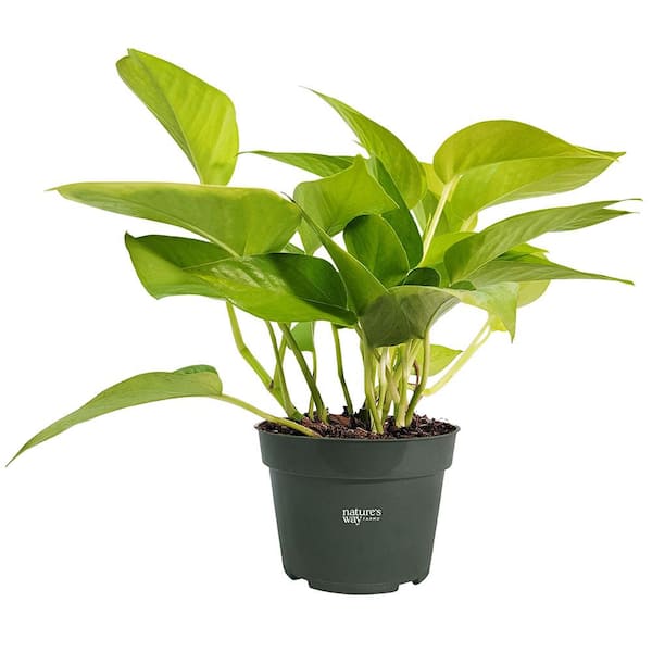 NATURE'S WAY FARMS Pothos Neon Live Indoor Plant in Growers Pot Avg Shipping Height 10 in. Tall