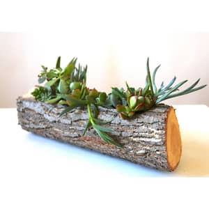 14" Hand Carved Reclaimed Wood Centerpiece with Assorted Live Succulents - Brene