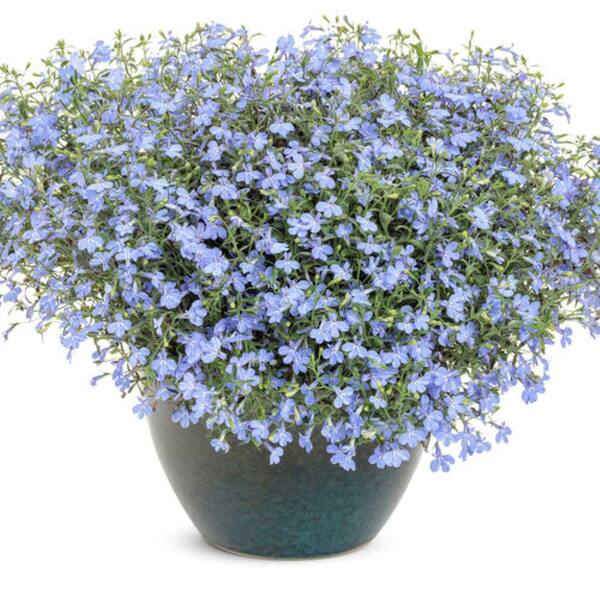 MASTERPIECE FLOWER COMPANY 1.5 Pint Proven Winners Lobelia Annual