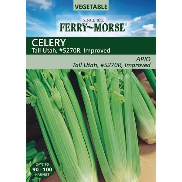 Celery Tall Utah #5270R Improved Vegetable Seed