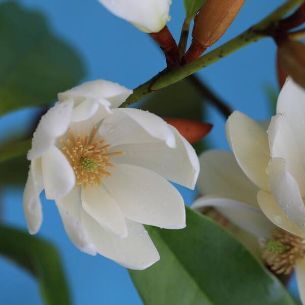 national PLANT NETWORK 2 gal. Sweet Thing Japanese Magnolia