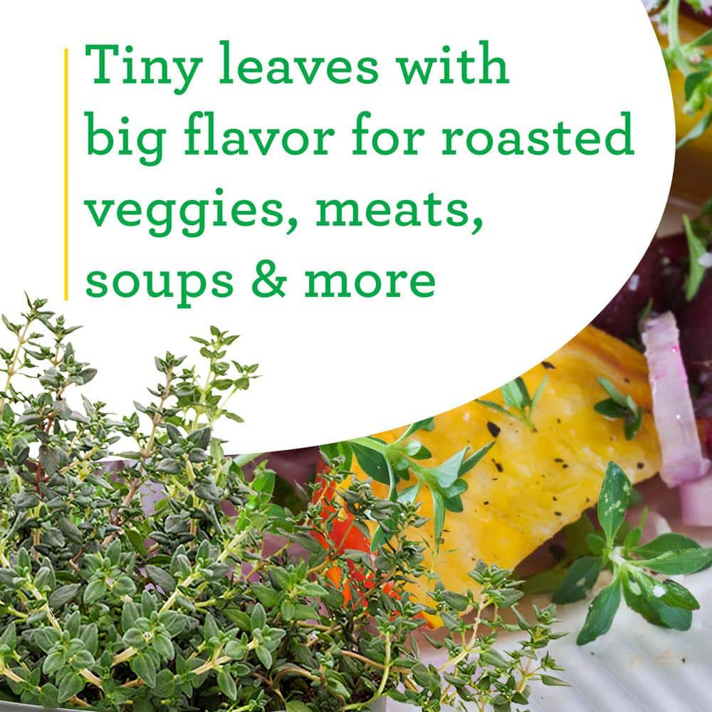 4.5 Inch Purple Thyme Herb Plant 2-Pack