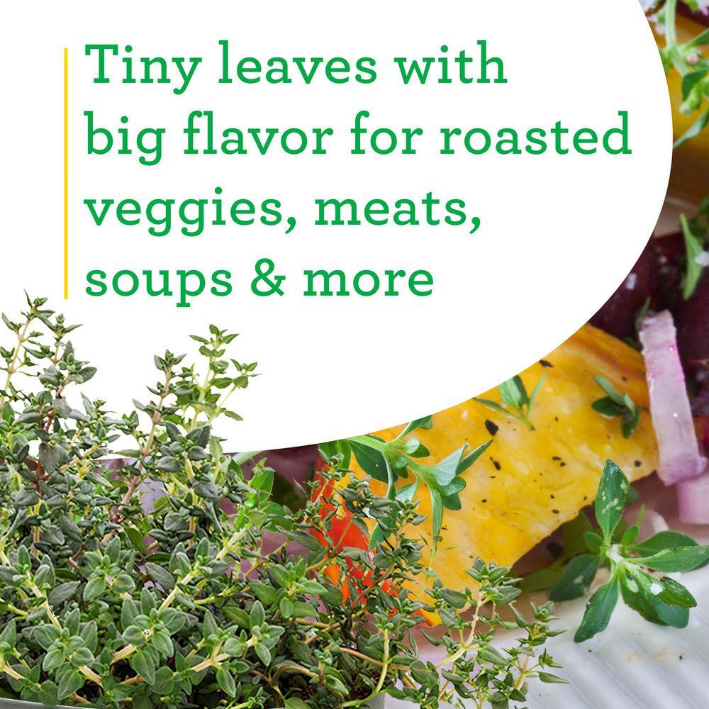 4.5 Inch Purple Thyme Herb Plant 2-Pack