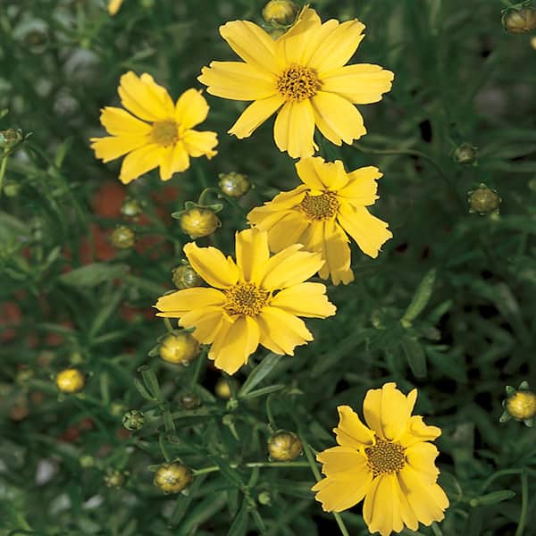 Unbranded #1 Creme Brule Yellow Tickseed Plant