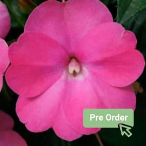 Impatien - Annuals - Garden Flowers - The Home Depot
