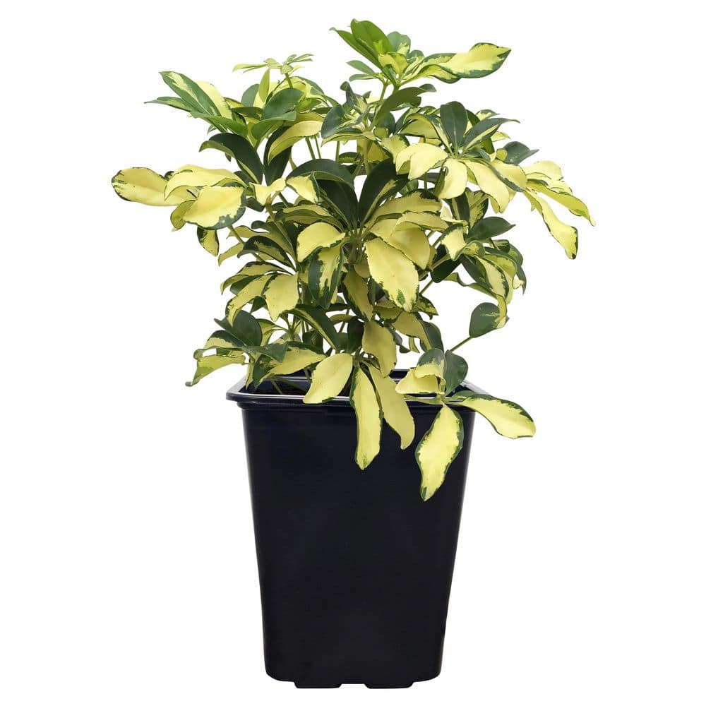 NATURE'S WAY FARMS 2 qt. Trinette Schefflera Arboricola Variegated