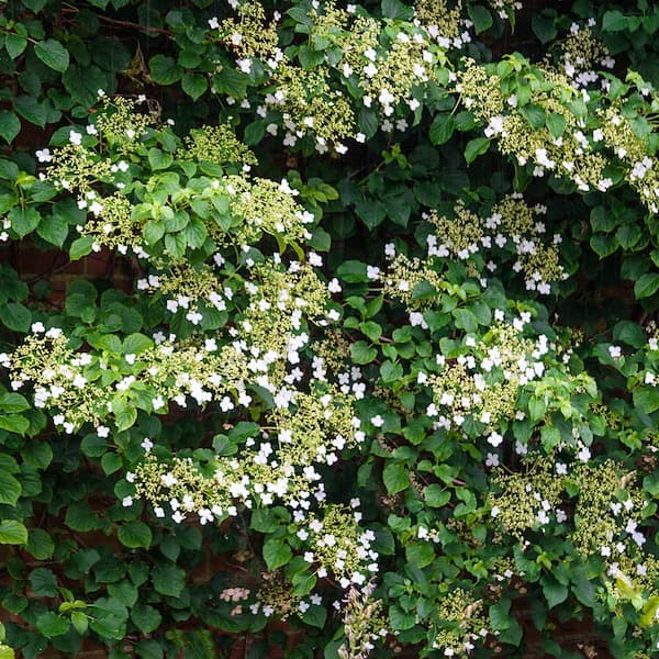 where to buy climbing hydrangea near me