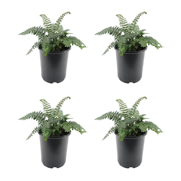 Unbranded 2.5 qt. Fern Polystichum Polyblepharmum Tassel Perennial (4-Pack)