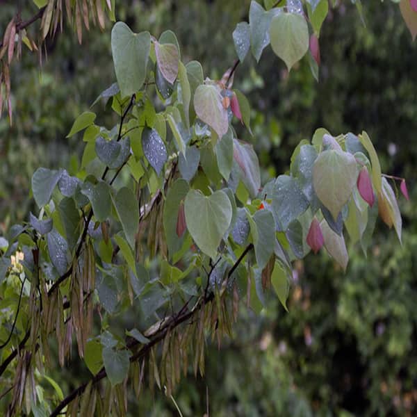 7 Gal. Eastern Redbud Flowering Deciduous Tree with Pink Flowers