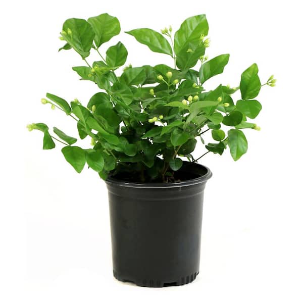 avontuur Knooppunt noedels national PLANT NETWORK 2.5 qt. Sambac White Jasmine Arabian Plant in Pot  HD1003 - The Home Depot