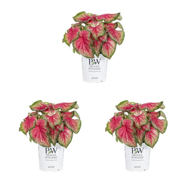 METROLINA GREENHOUSES 2 Qt. Caladium Heart to Heart Tickle Me Pink Red and  Green Bicolor Annual Plant (3-Pack) 79192 - The Home Depot