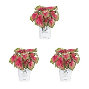 2.5 Qt. Caladium Heart to Heart Tickle Me Pink Red and Green Bicolor Annual Plant (3-Pack)