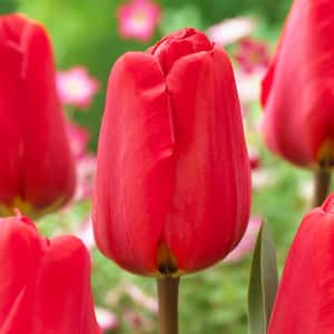 12/Plus cm, Apeldoorn Darwin Hybrid Tulip Flower Bulbs, Red (Bag of 100)