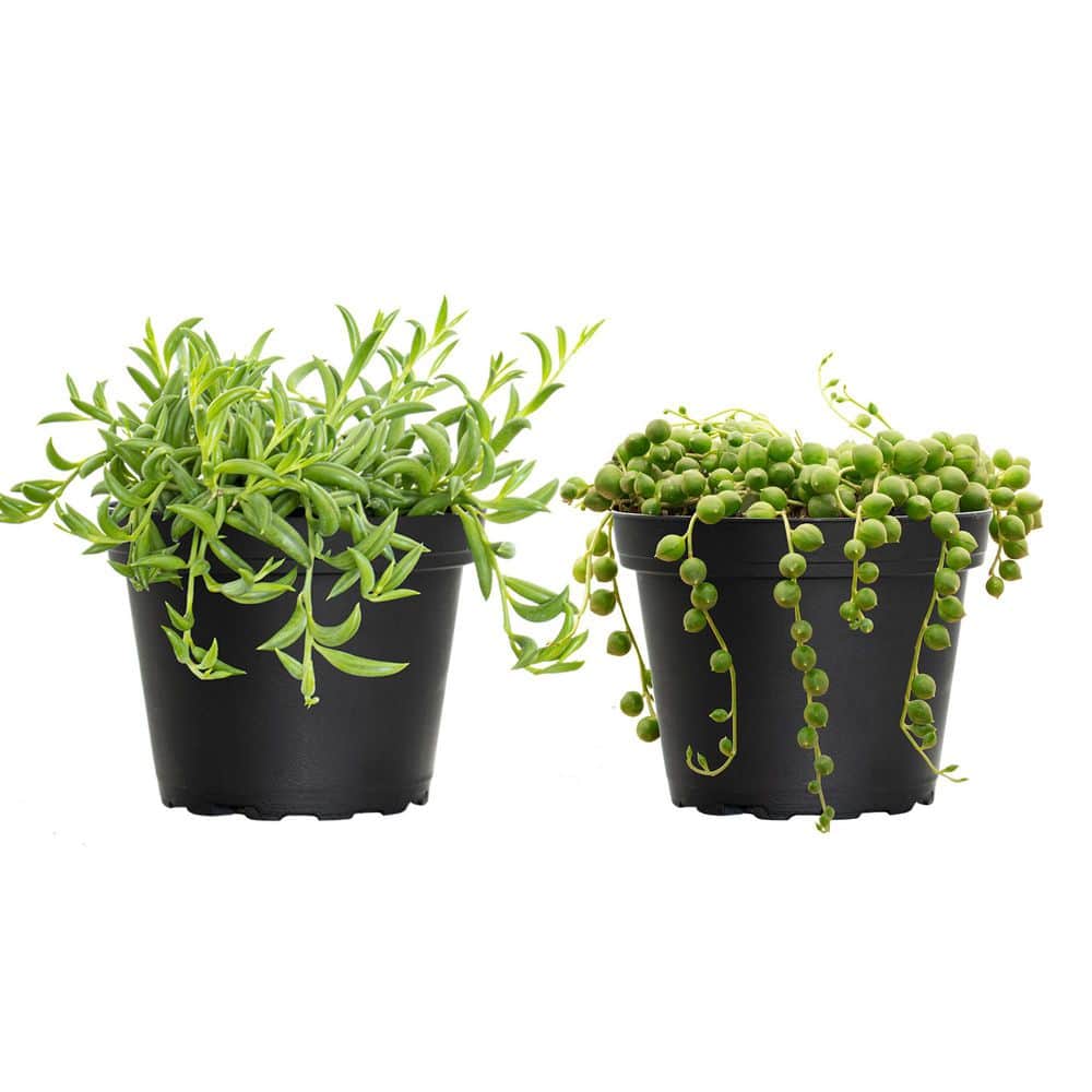 4 in. String of Pearls and String of Bananas Plant Collection in Grower Pots (2-Pack) price history on PriceWatchPro