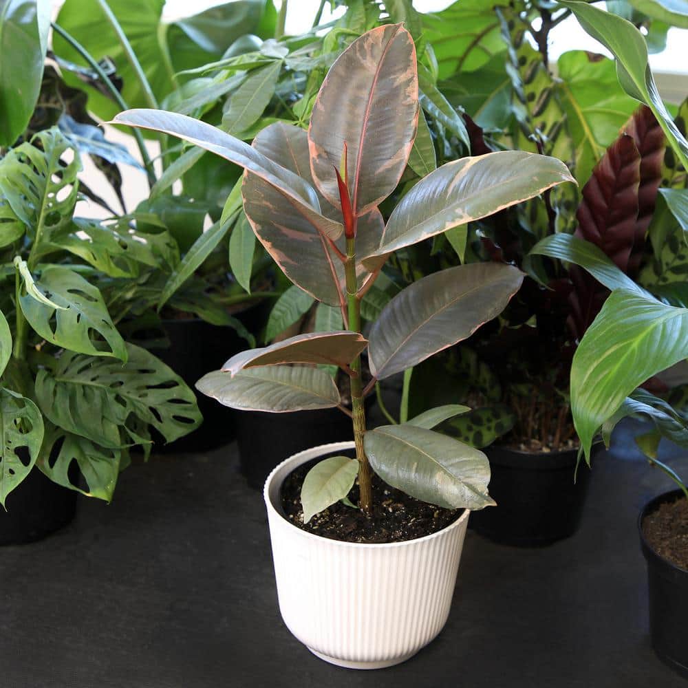 Variegated Ficus Ruby Rubber Tree in White Planter