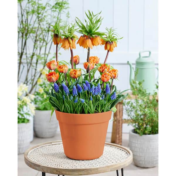 VAN ZYVERDEN Harmony Spring Blooming Patio Planter Kit Set of 40