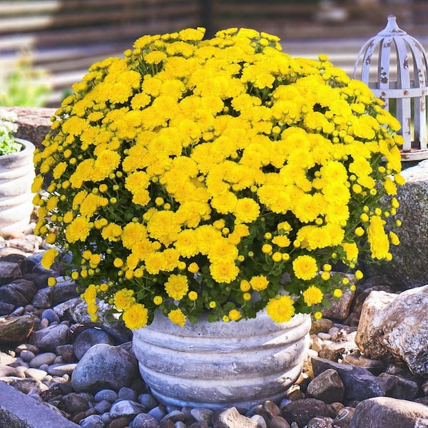 national PLANT NETWORK 8 in. Yellow Chrysanthemum Plant with