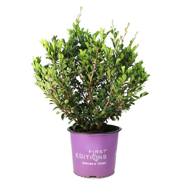 3 gal. Distylium Linebacker Live Shrub