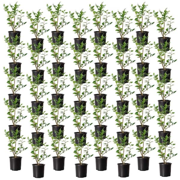 1 gal. High Fragrance Camellia Japonica Shrub with Pink Flowers (40-Pack)