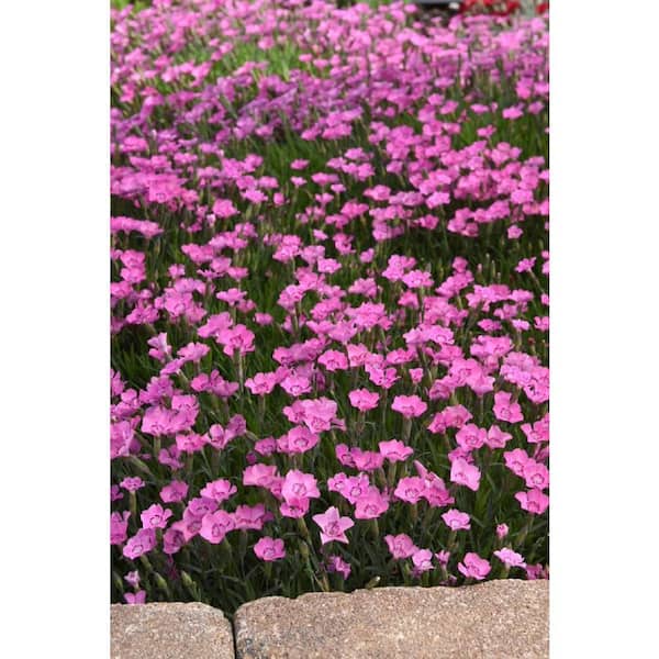 1 Gal. Dianthus Perennial Plant