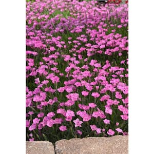 1 qt. Select Assorted Color Dianthus Perennial Plant